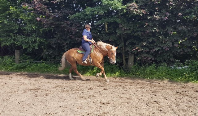 Reitstunde Claudia auf Dunja